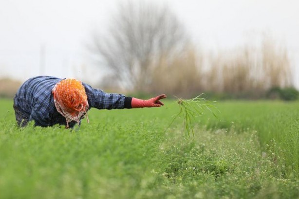 Foto - Kaşık kaşık yiyince safra kesesini temizliyor! Tıkalı damarları lavabo gibi açıyor, kolesterolden eser bırakmıyor