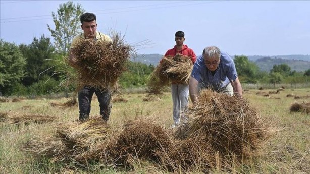 Foto - Kaşık kaşık yiyince safra kesesini temizliyor! Tıkalı damarları lavabo gibi açıyor, kolesterolden eser bırakmıyor
