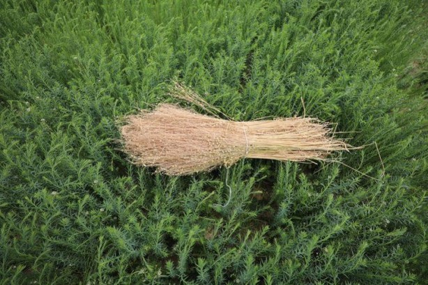 Foto - Kaşık kaşık yiyince safra kesesini temizliyor! Tıkalı damarları lavabo gibi açıyor, kolesterolden eser bırakmıyor