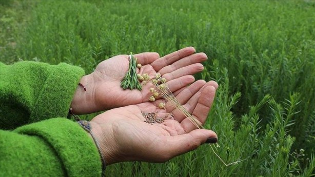 Foto - Kaşık kaşık yiyince safra kesesini temizliyor! Tıkalı damarları lavabo gibi açıyor, kolesterolden eser bırakmıyor