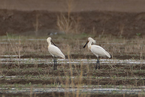 Foto - "Kaşıkçı" kuşları görüntülendi