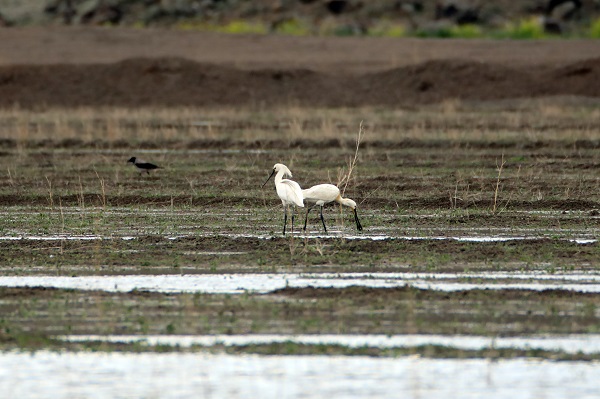 Foto - "Kaşıkçı" kuşları görüntülendi
