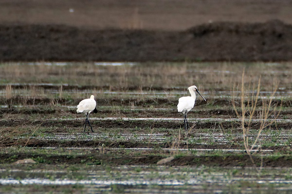 Foto - "Kaşıkçı" kuşları görüntülendi