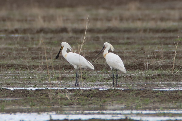 "Kaşıkçı" kuşları görüntülendi