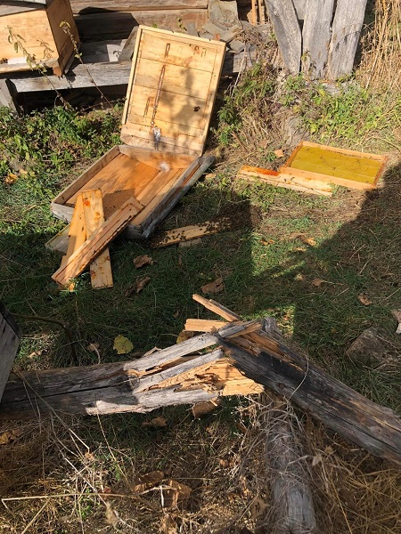 Foto - Kastamonu'da ayı kovanları böyle telef etti