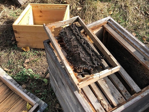 Kastamonu'da ayı kovanları böyle telef etti