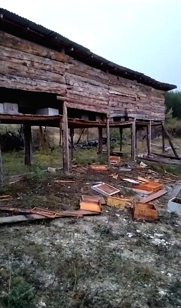 Foto - Kastamonu'da ayılar köye indi