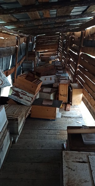 Foto - Kastamonu'da ayılar köye indi