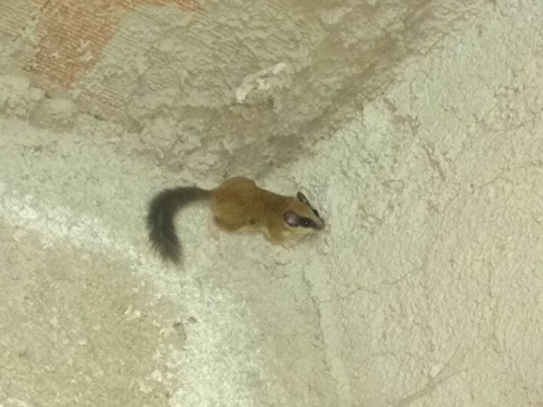 Foto - Kastamonu'da tesadüfen bulundu! Kırmızı listede yer alıyor, ekipler apar topar bölgeye koştu