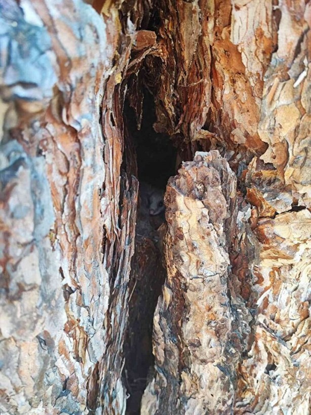 Foto - Kastamonu'da tesadüfen bulundu! Kırmızı listede yer alıyor, ekipler apar topar bölgeye koştu