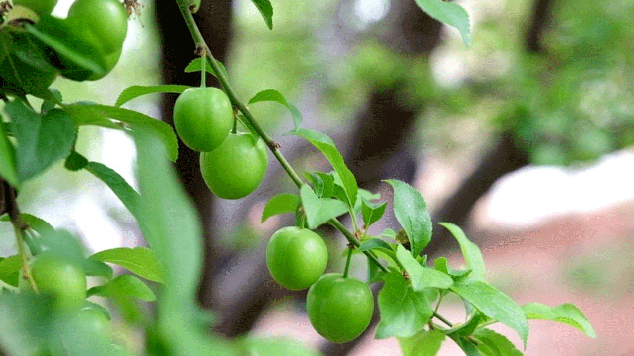 Foto - Katar ve BAE'lilerin vazgeçilmesi oldu: Kilosu tam 2 bin 250 lira!!!