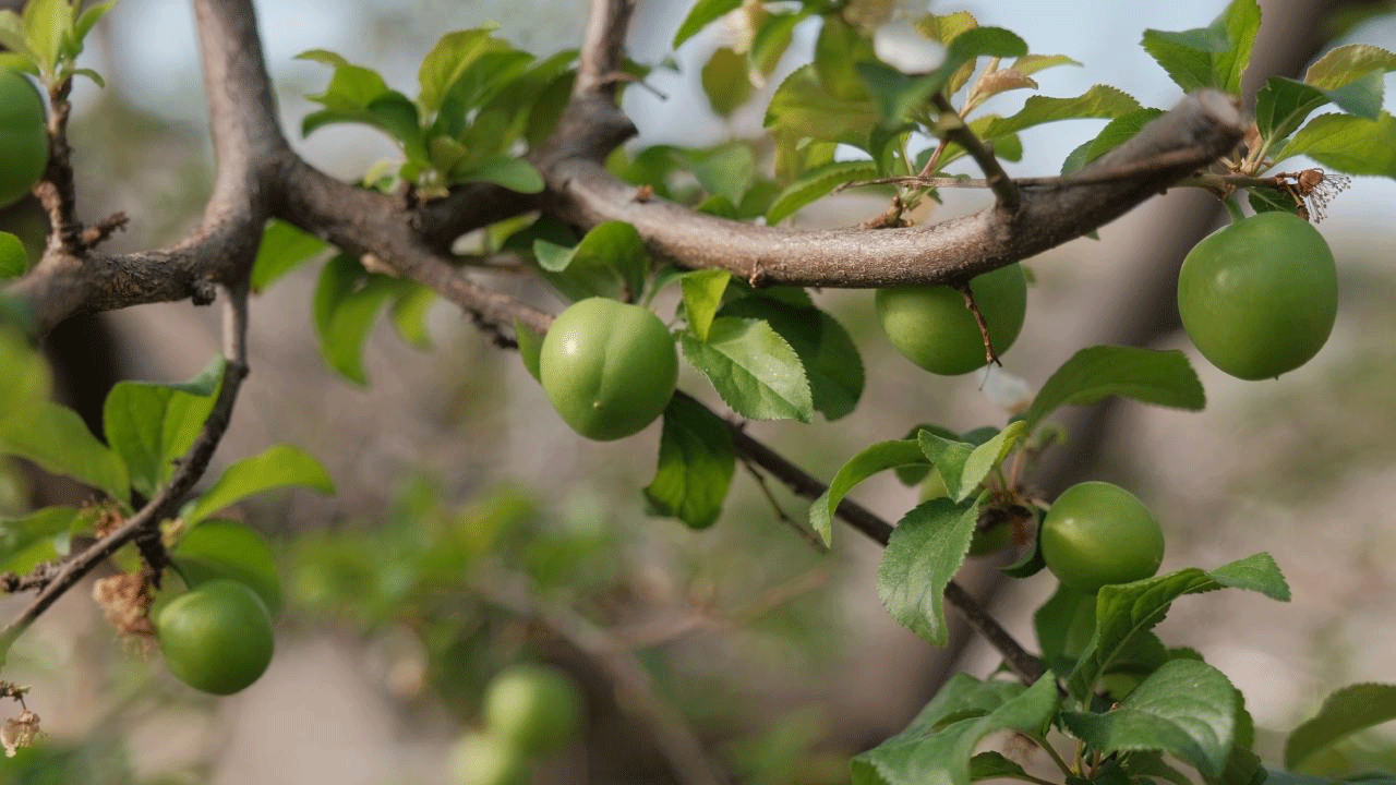 Foto - Katar ve BAE'lilerin vazgeçilmesi oldu: Kilosu tam 2 bin 250 lira!!!