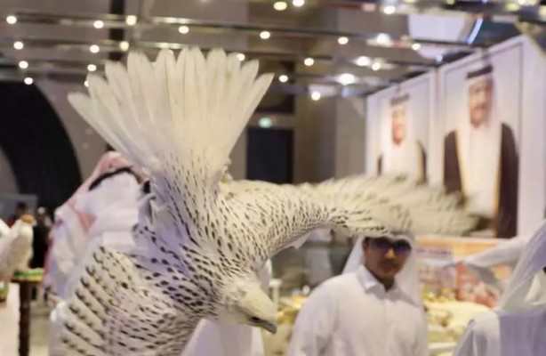 Foto - Katar'ın yeni adresi fuarcılık sektörü: S'hail düzenledi! Katar'dan başka bir ülkede çıkmamıştı! İşte o anlar