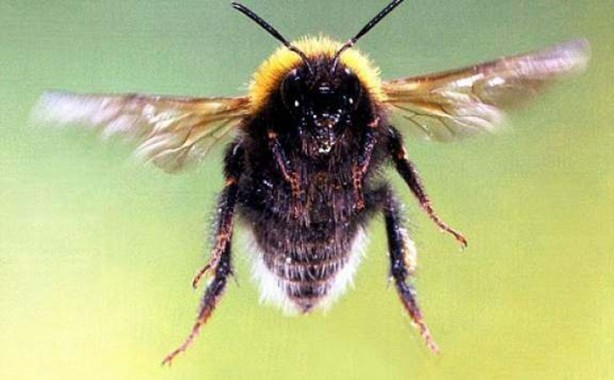 Foto - Katil arılardan Türkiye'de bir ilk!