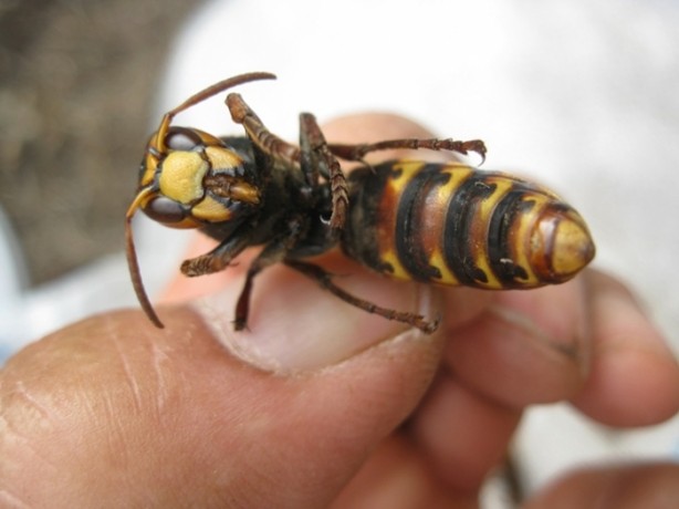 Foto - Katil arılardan Türkiye'de bir ilk!