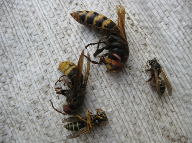 Foto - Katil arılardan Türkiye'de bir ilk!