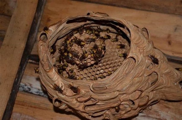 Foto - Katil arılardan Türkiye'de bir ilk!