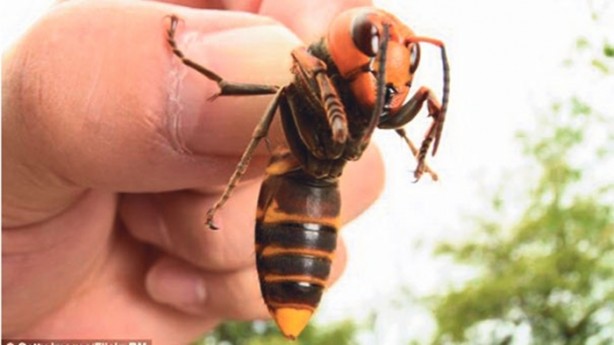 Foto - Katil arılardan Türkiye'de bir ilk!