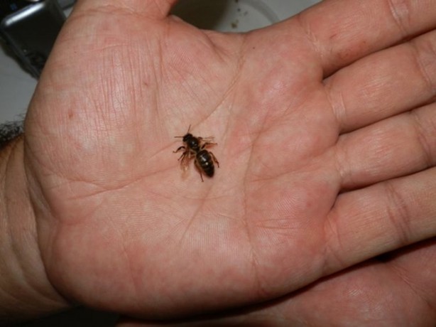 Foto - Katil arılardan Türkiye'de bir ilk!