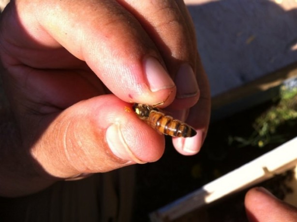 Foto - Katil arılardan Türkiye'de bir ilk!