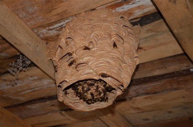  Katil arılardan Türkiye'de bir ilk!