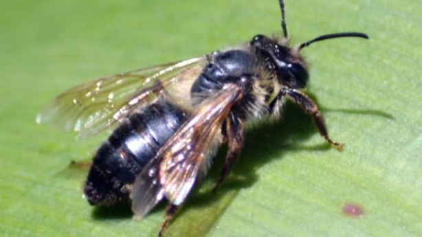 Foto - Katil arılardan Türkiye'de bir ilk!