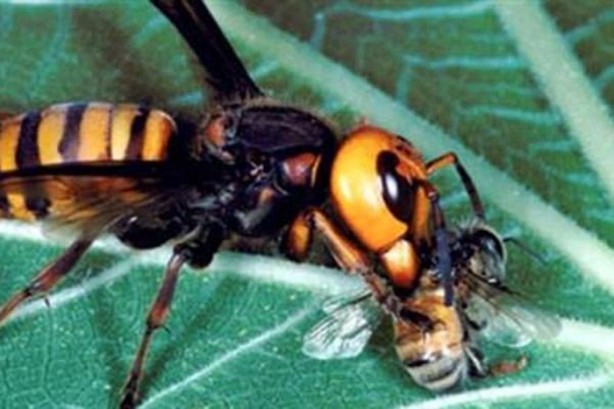 Foto - Katil arılardan Türkiye'de bir ilk!