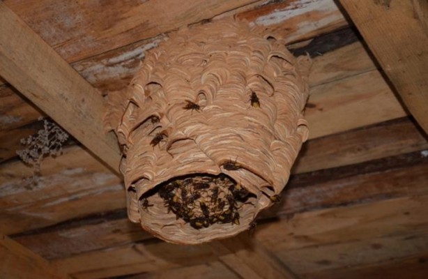 Foto - Katil arılardan Türkiye'de bir ilk!