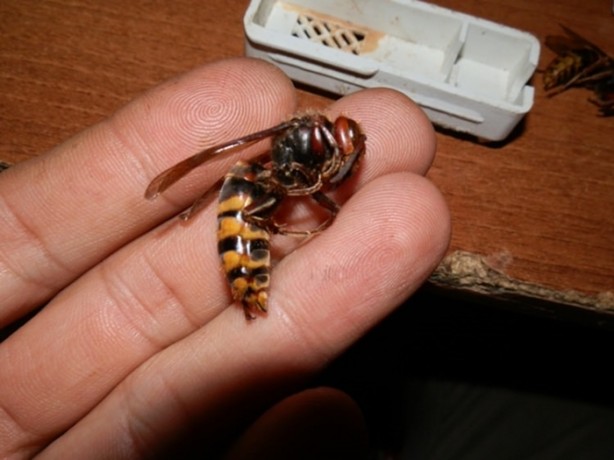 Foto - Katil arılardan Türkiye'de bir ilk!