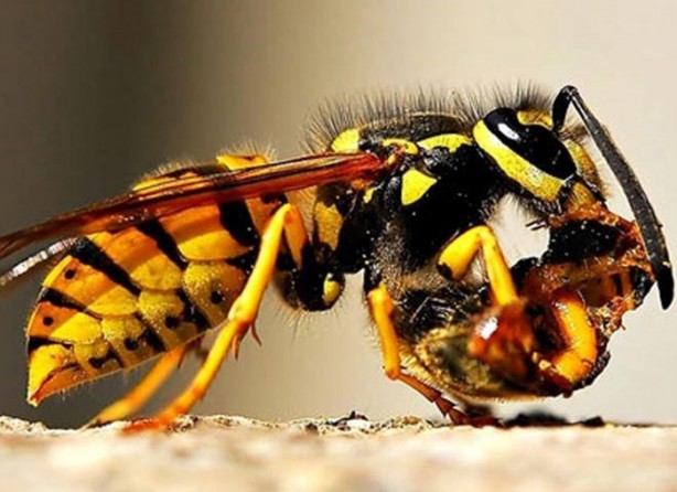 Foto - Katil arılardan Türkiye'de bir ilk!