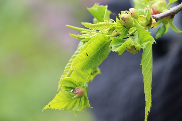 Foto - Katil arıya karşı çözüm böyle bulundu