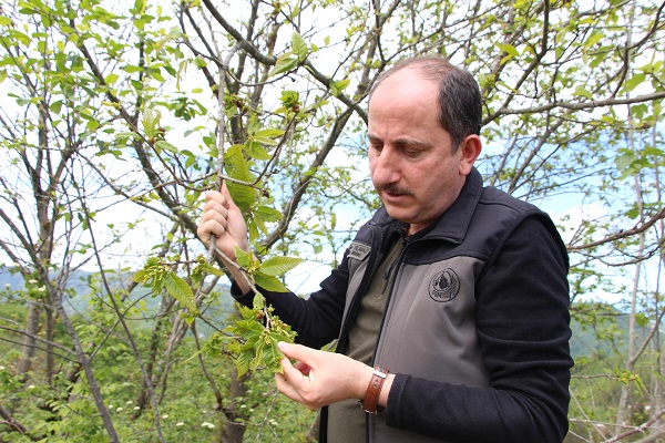 Foto - Katil arıya karşı çözüm böyle bulundu