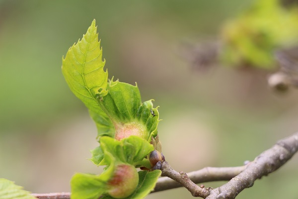 Foto - Katil arıya karşı çözüm böyle bulundu