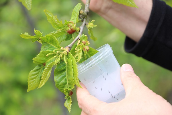 Foto - Katil arıya karşı çözüm böyle bulundu