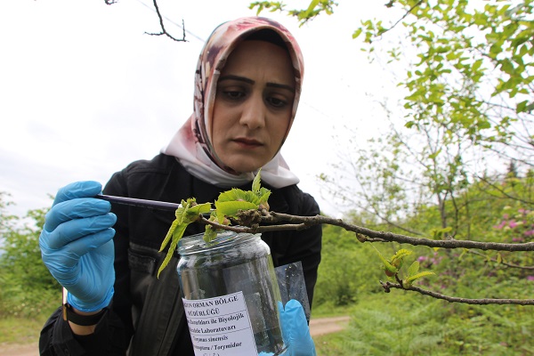 Foto - Katil arıya karşı çözüm böyle bulundu