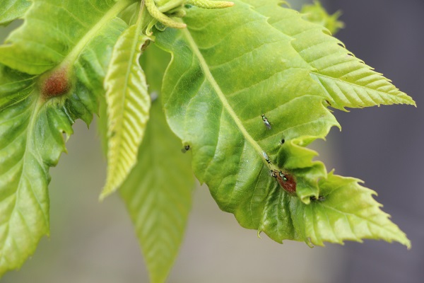 Foto - Katil arıya karşı çözüm böyle bulundu