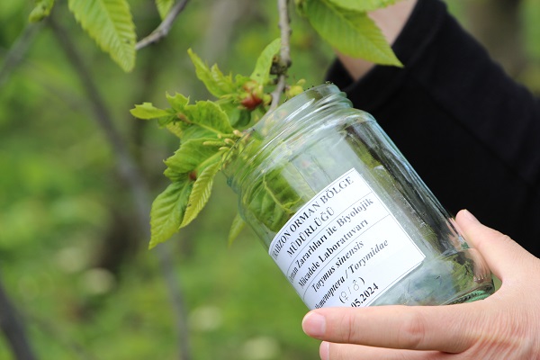 Foto - Katil arıya karşı çözüm böyle bulundu