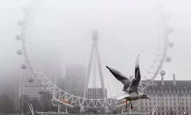 Foto - Katil martı paniği: Sayıları giderek artıyor