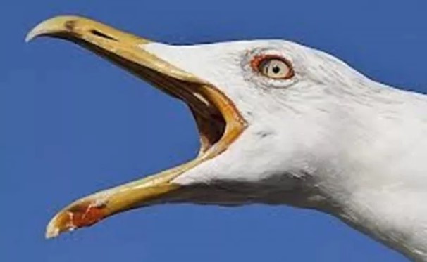 Foto - Katil martı paniği: Sayıları giderek artıyor