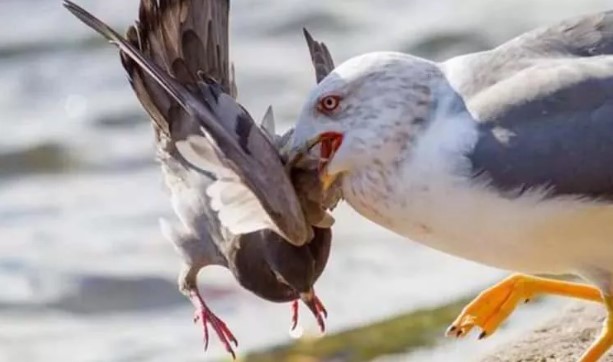 Foto - Katil martı paniği: Sayıları giderek artıyor
