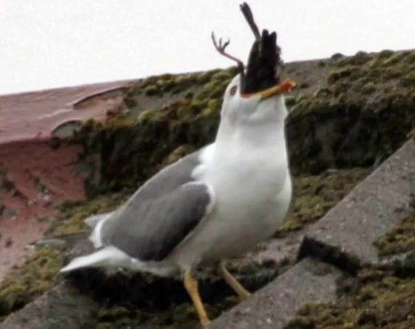 Foto - Katil martı paniği: Sayıları giderek artıyor
