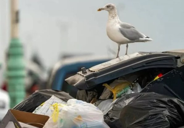 Foto - Katil martı paniği: Sayıları giderek artıyor