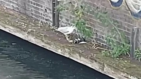 Foto - Katil martı paniği: Sayıları giderek artıyor