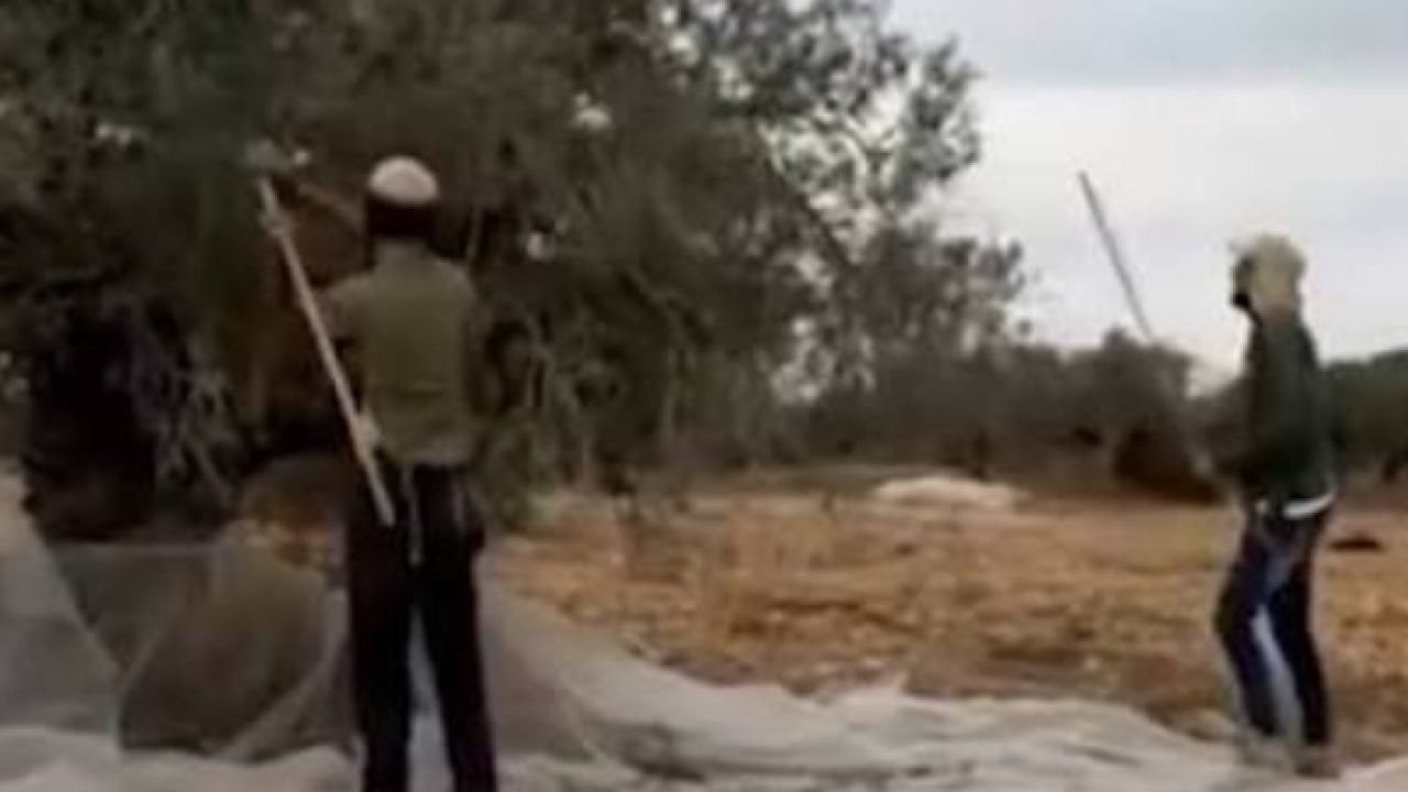 Foto - Katil rejimin gölgesinde yağma: Gaspçı İsrailliler, Filistinlilerin zeytinini çaldı!