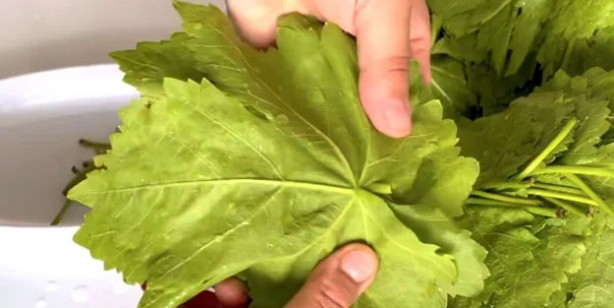 Foto - Kavanozda asma yaprağı saklama tarifi: Asma yaprağı salamurası 