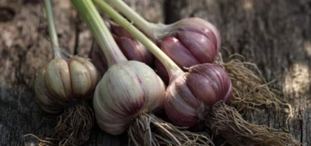 Foto - Kavrulmuş sarımsak yemeniz için öyle çok sebep var ki!