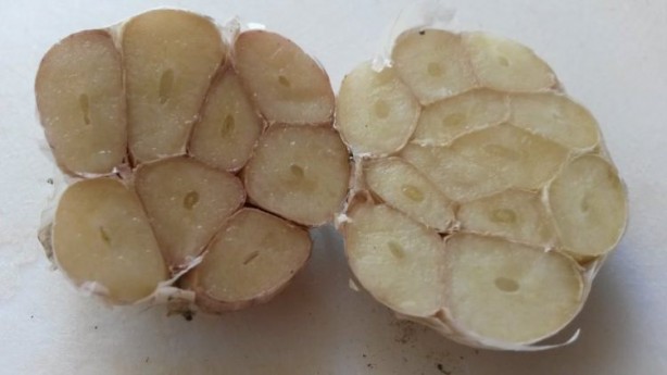 Foto - Kavrulmuş sarımsak yemeniz için öyle çok sebep var ki!