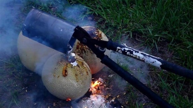 Foto - Kavunun içine eritilmiş kurşun dökülürse ne olur?