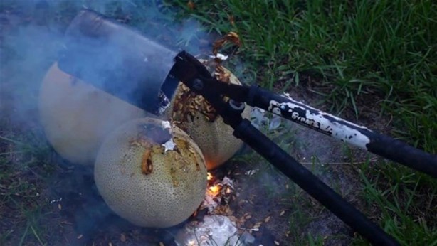 Foto - Kavunun içine eritilmiş kurşun dökülürse ne olur?