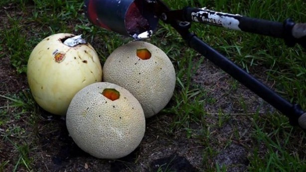 Foto - Kavunun içine eritilmiş kurşun dökülürse ne olur?